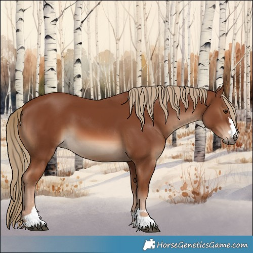 Horse Color:Chestnut 