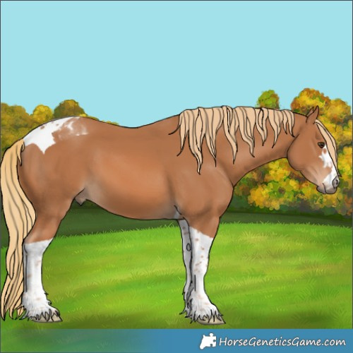 Horse Color:Chestnut Tobiano 