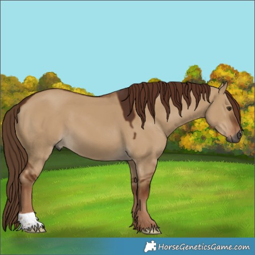 Horse Color:Gray Red Dun 