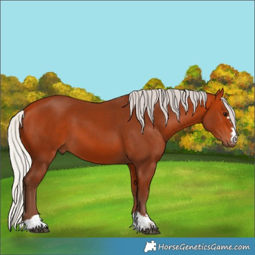 Horse Color:Silver Bay 
