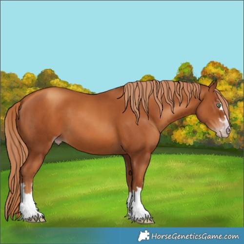 Horse Color:Gray Gold Champagne 