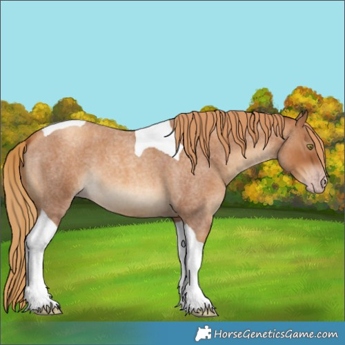 Horse Color:Gray Gold Champagne Roan Tobiano 