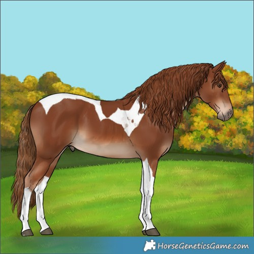 Horse Color:Chestnut Tobiano 