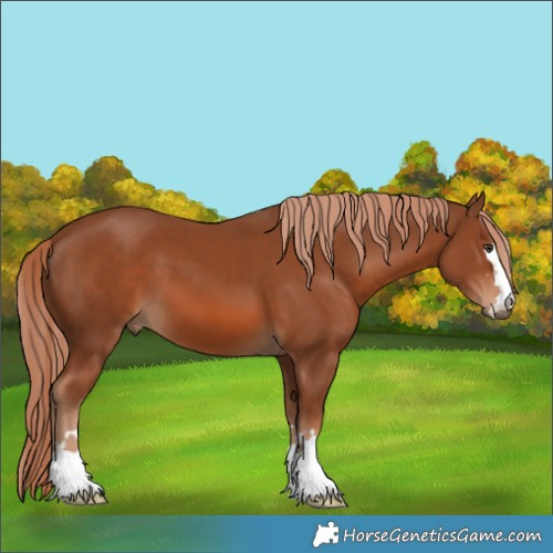 Horse Color:Chestnut 