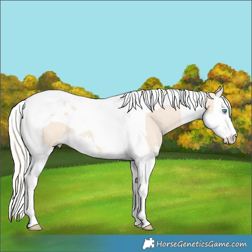 Horse Color:Cremello Splash Tobiano 