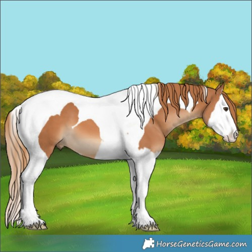 Horse Color:Chestnut Splash Tobiano 
