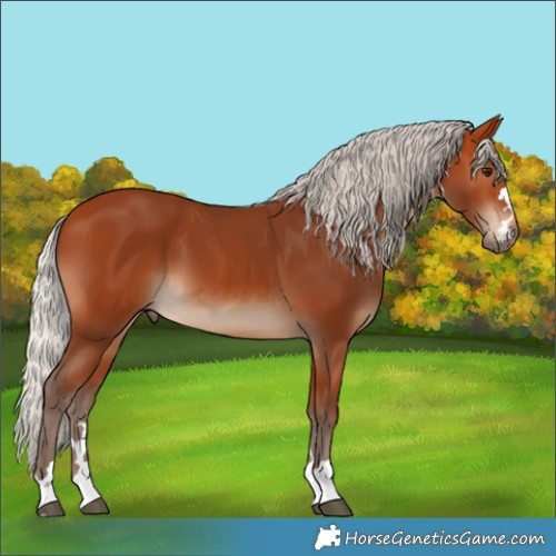Horse Color:Silver Bay 