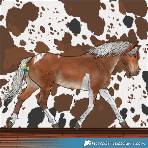 Horse Color:Silver Bay Tobiano 