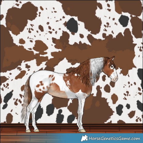 Horse Color:Chestnut Splash Tobiano Blanket Rabicano 