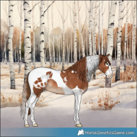 Horse Color:Chestnut Splash Tobiano Appaloosa Rabicano