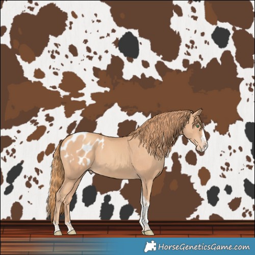 Horse Color:Gold Champagne Splash Tobiano Blanket Rabicano 