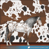 Horse Color:Gray Amber Champagne Near Leopard Rabicano 