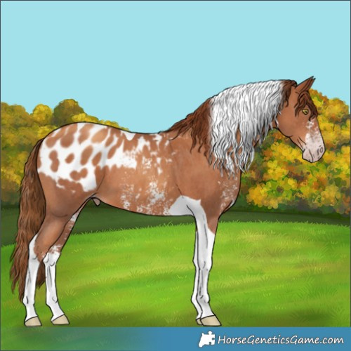 Horse Color:Gray Gold Champagne Sabino Tobiano Appaloosa 