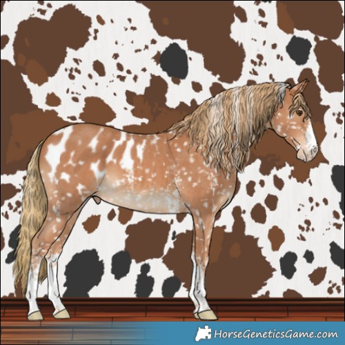 Horse Color:Chestnut Sabino Blanket 