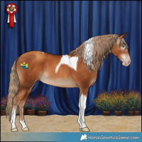 Horse Color:Gray Gold Champagne Tobiano
