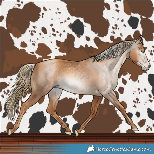 Horse Color:Gray Gold Champagne 