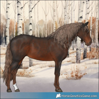 Horse Color:Liver Chestnut 