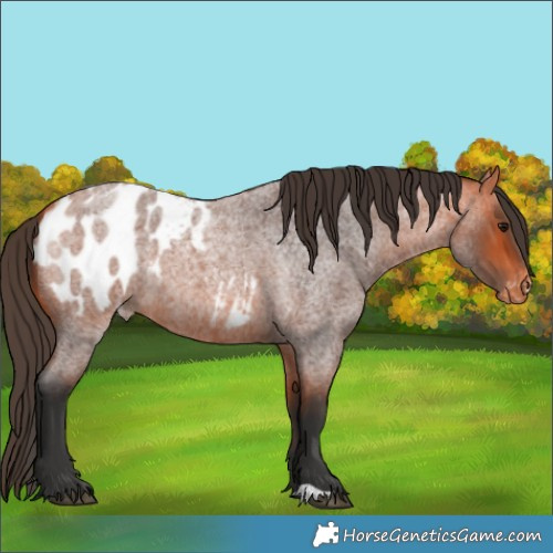 Horse Color:Bay Roan Appaloosa 