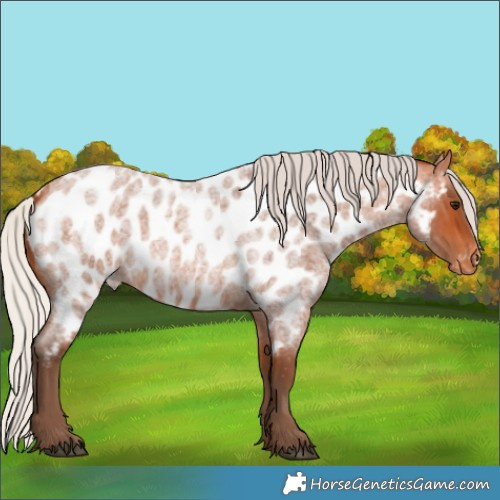 Horse Color:Silver Bay Roan Appaloosa 