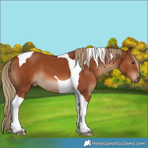 Horse Color:Chestnut Tobiano 