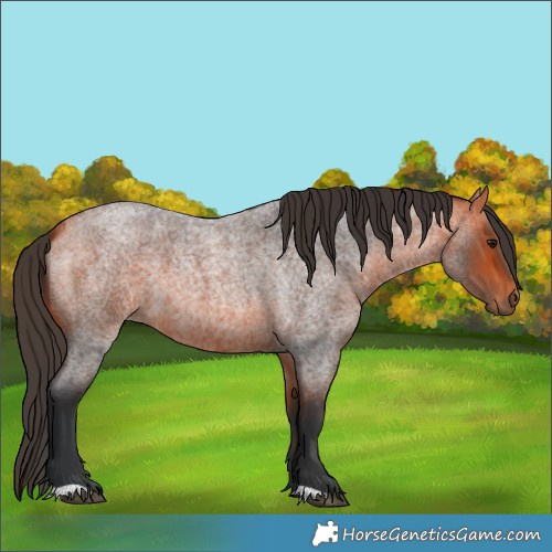 Horse Color:Bay Roan 