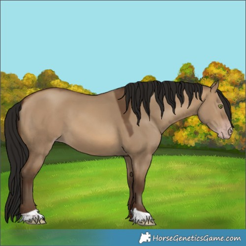 Horse Color:Gray Amber Champagne Dun 