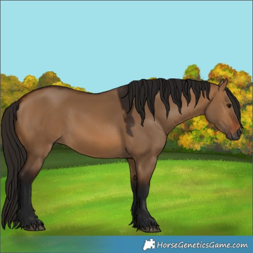 Horse Color:Gray Bay Dun 