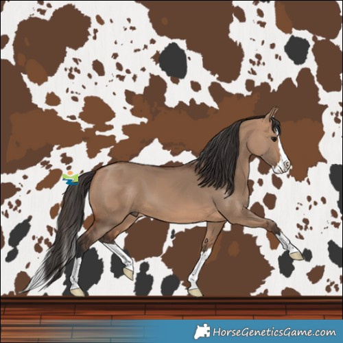 Horse Color:Bay Dun Splash 