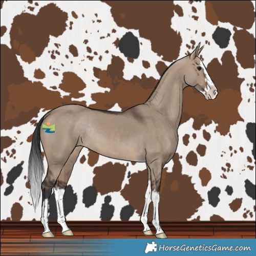 Horse Color:Brown Dun Splash Rabicano 