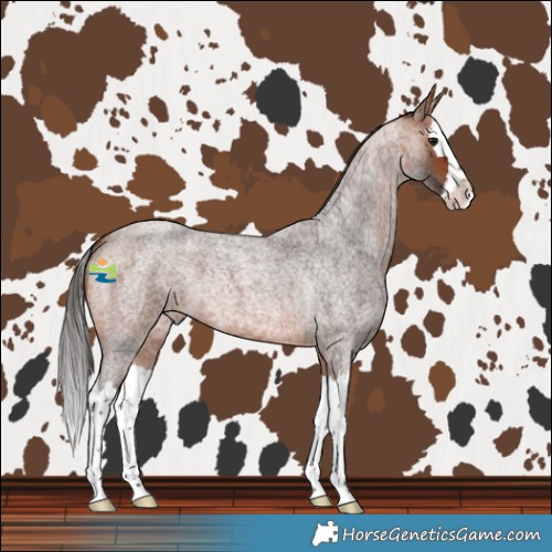 Horse Color:Bay Roan Splash 