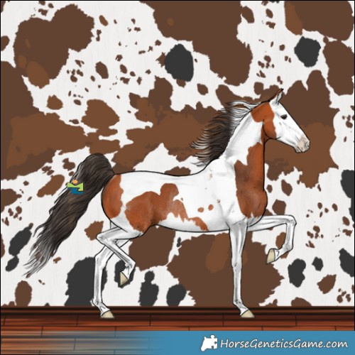 Horse Color:Bay Splash Tobiano Rabicano 