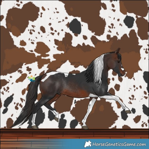 Horse Color:Brown Tobiano Rabicano 