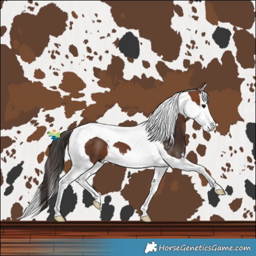 Horse Color:Bay Splash Tobiano 
