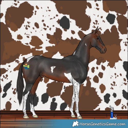 Horse Color:Bay Tobiano 