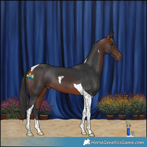 Horse Color:Bay Tobiano 