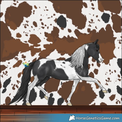 Horse Color:Black Tobiano 