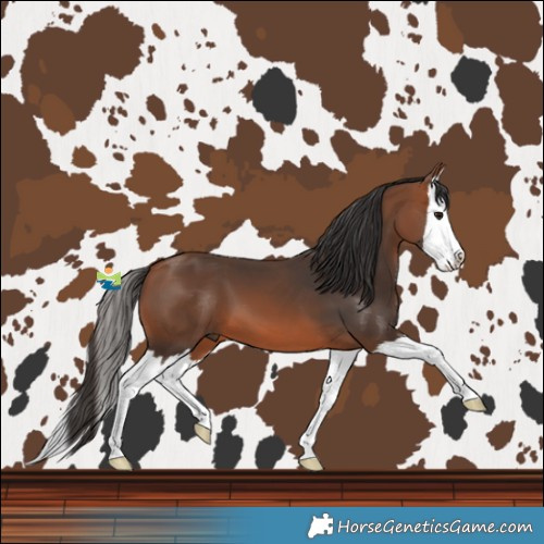 Horse Color:Bay Splash 