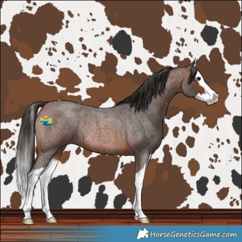 Horse Color:Brown Roan Splash Rabicano 