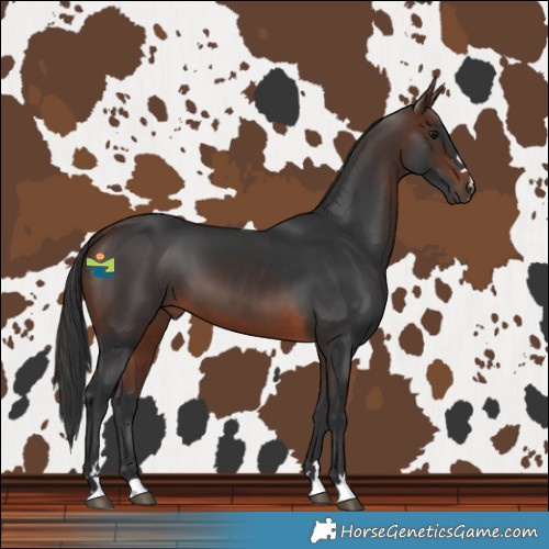 Horse Color:Brown 