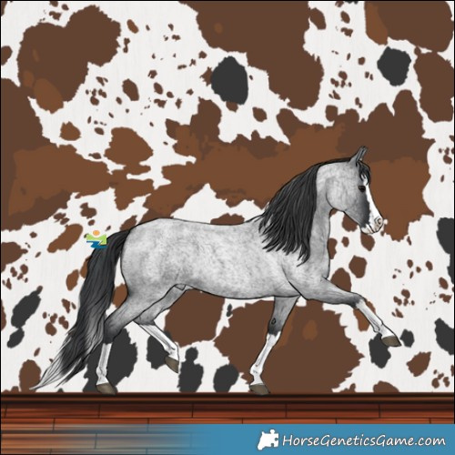 Horse Color:Blue Roan Splash 