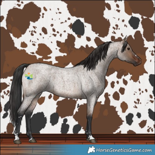 Horse Color:Brown Roan Dun 