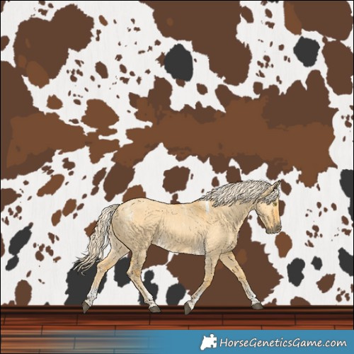 Horse Color:Powder White Palomino Dun Rabicano 