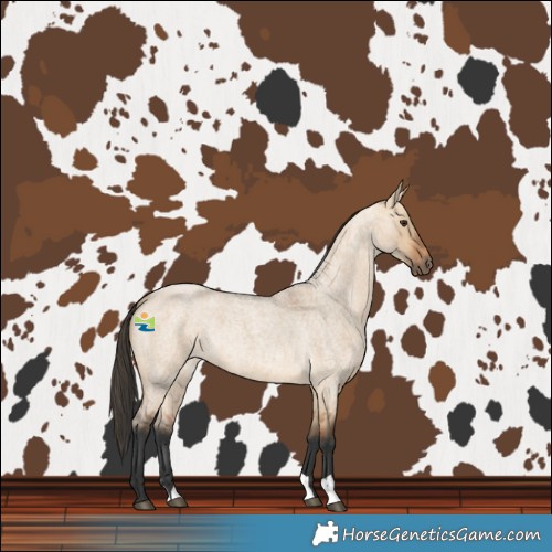 Horse Color:Bay Roan Dun 