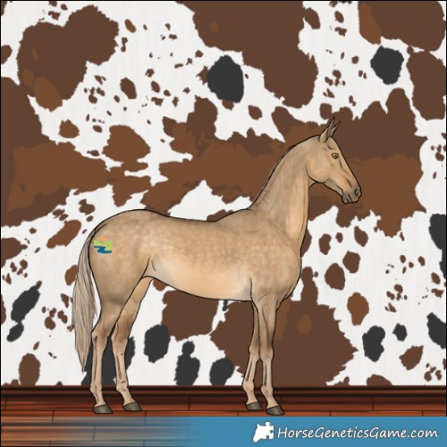 Horse Color:Chocolate Palomino Dun 