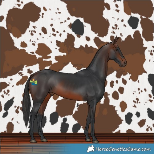 Horse Color:Brown Rabicano 