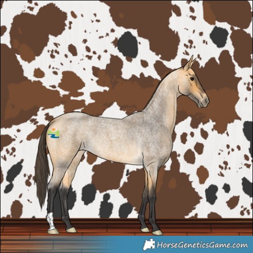 Horse Color:Buckskin Roan 