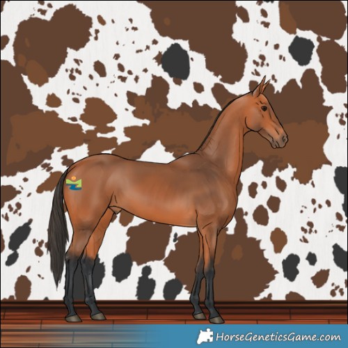 Horse Color:Bay Rabicano 