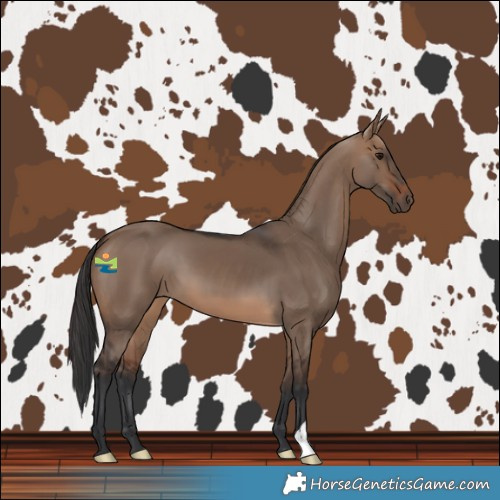 Horse Color:Brown Dun 