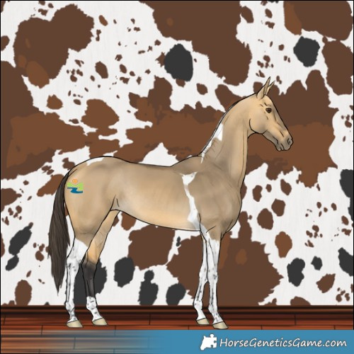 Horse Color:Buckskin Dun Tobiano Rabicano 