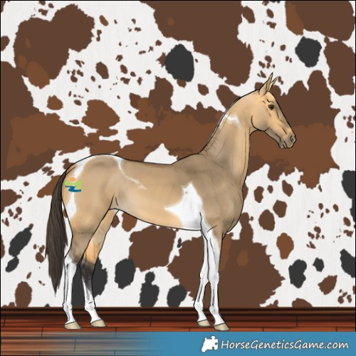 Horse Color:Buckskin Dun Tobiano 